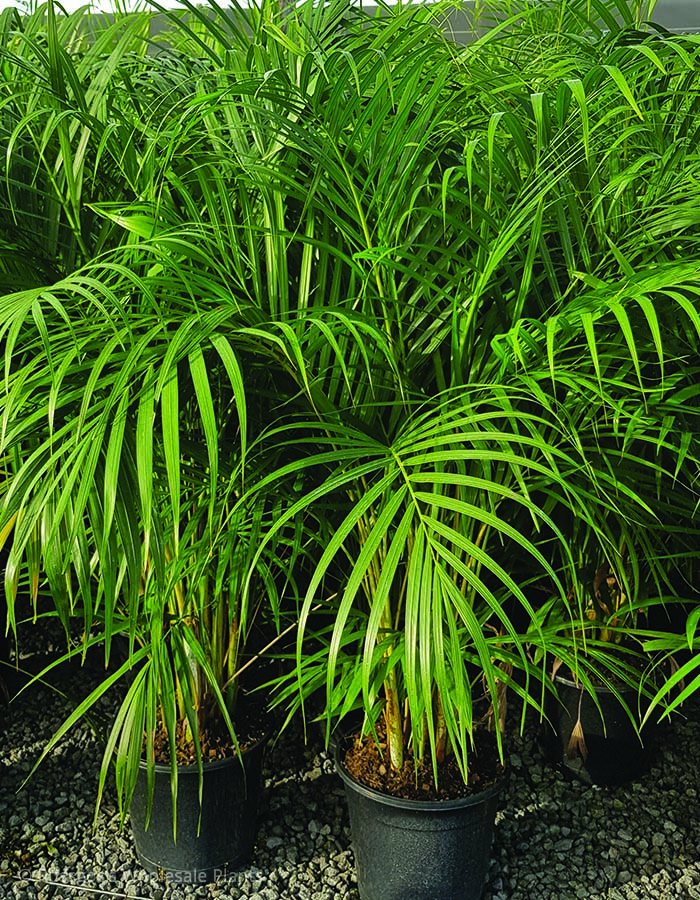 Dypsis lutescens / Golden Cane Palm