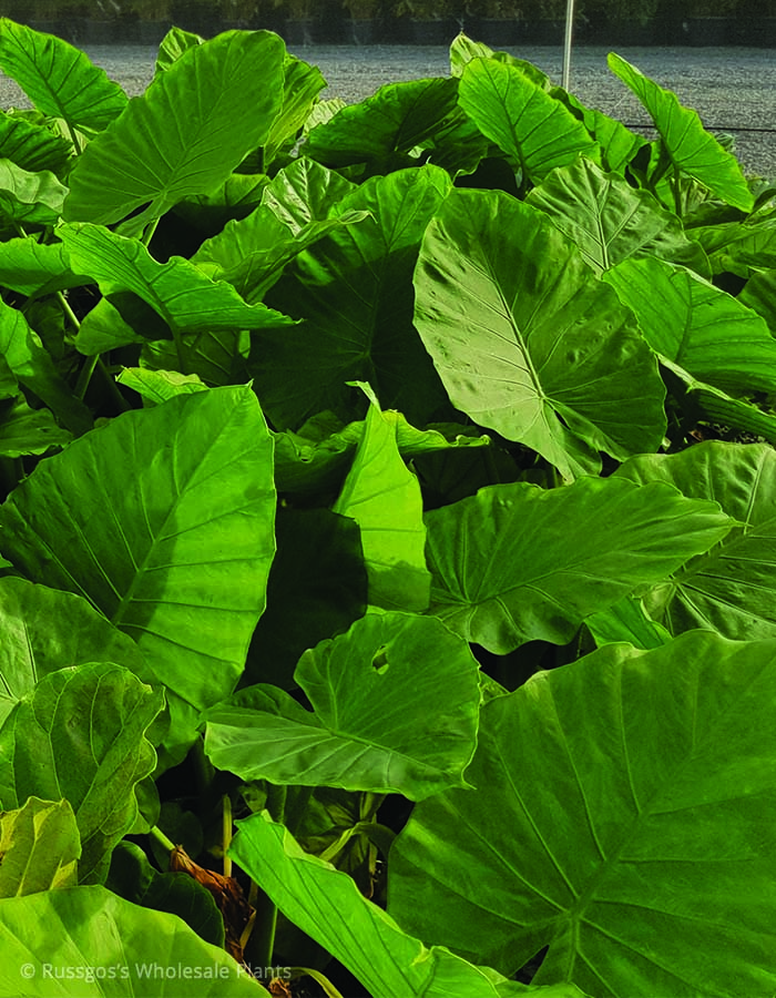 Alocasia macrorrihza