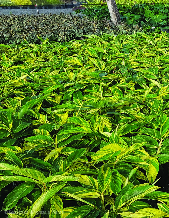 Alpinia zerumbet
