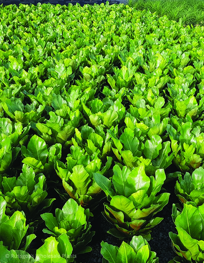Asplenium Black Queen