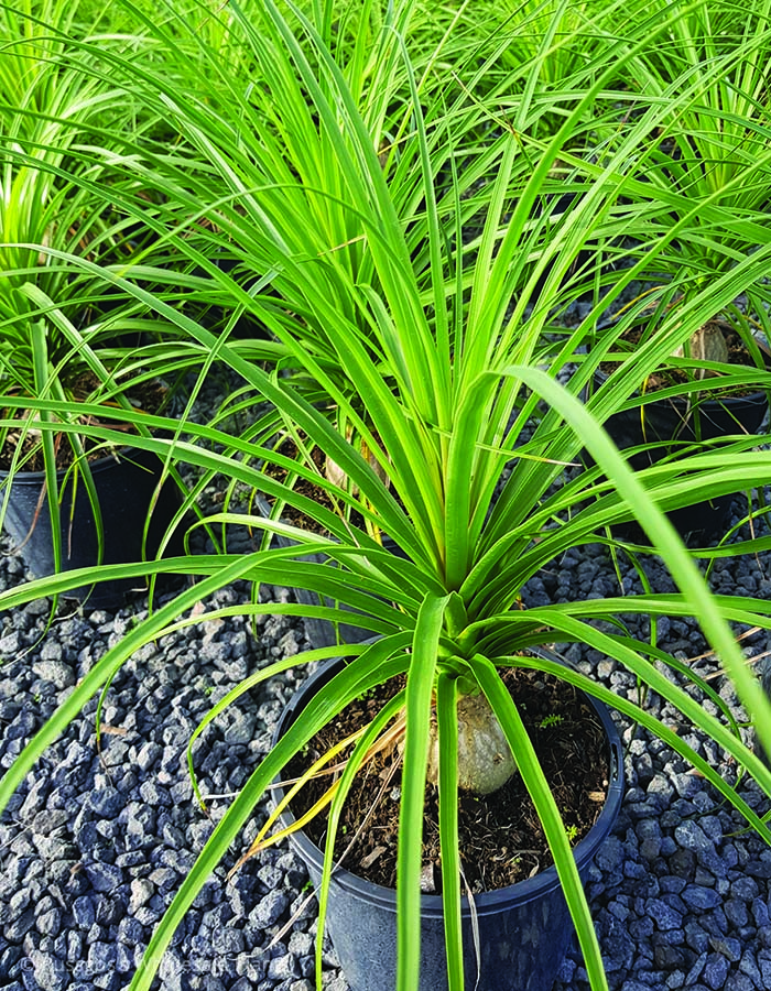 Beaucarnea recurvata