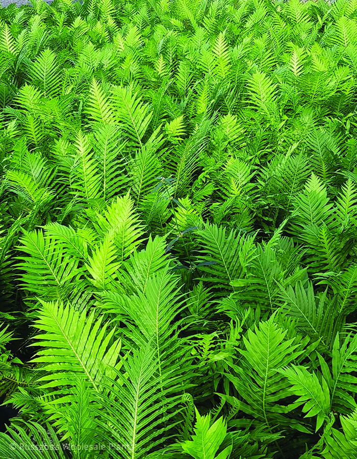 Blechnum Silver Lady