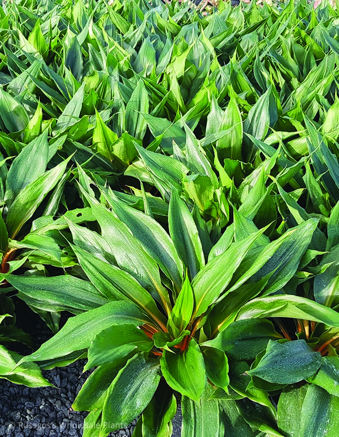 Chlorophytum Green Orange