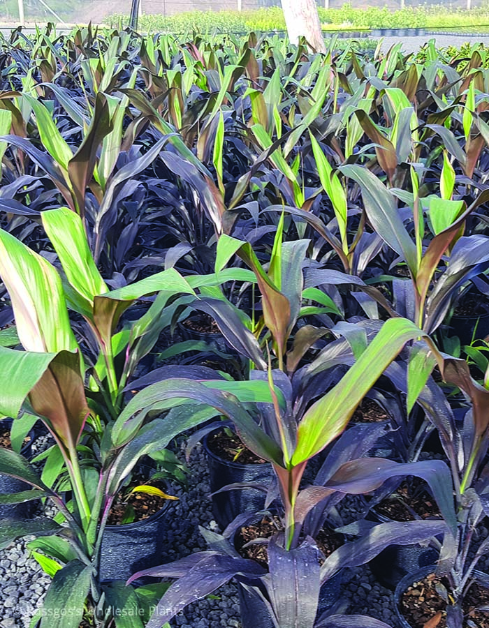 Cordyline negra