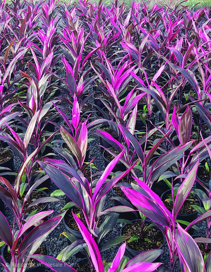 Cordyline Ruby