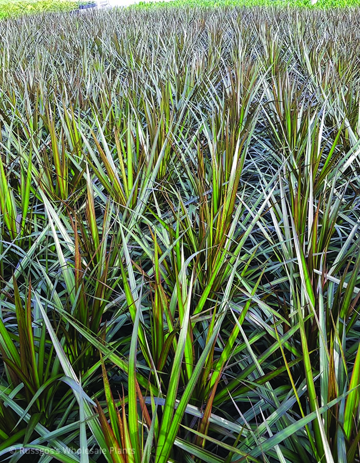 Dracaena Black Knight