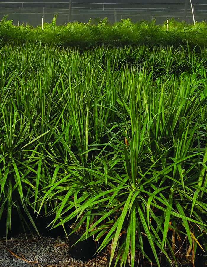 Dracaena marginata
