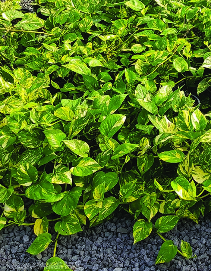 Epipremnum Devils Ivy