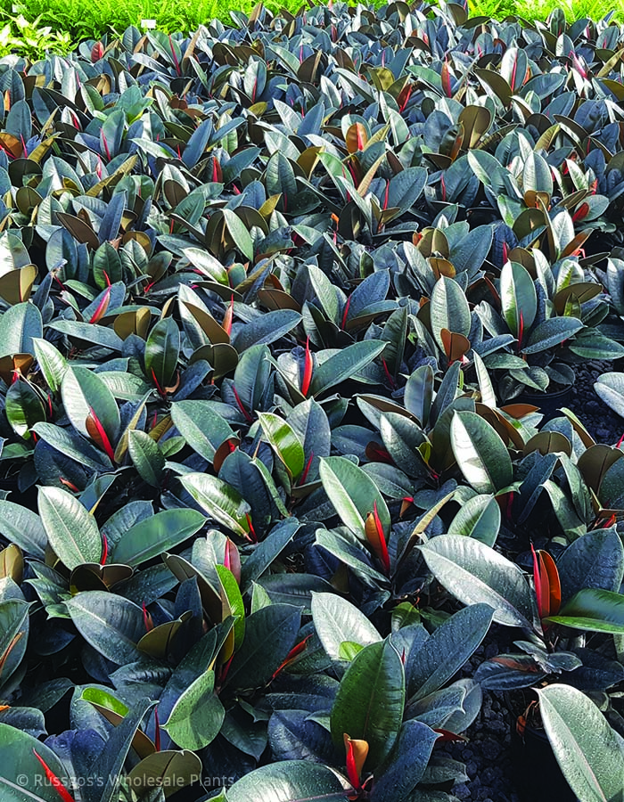 Ficus elastica Burgandy