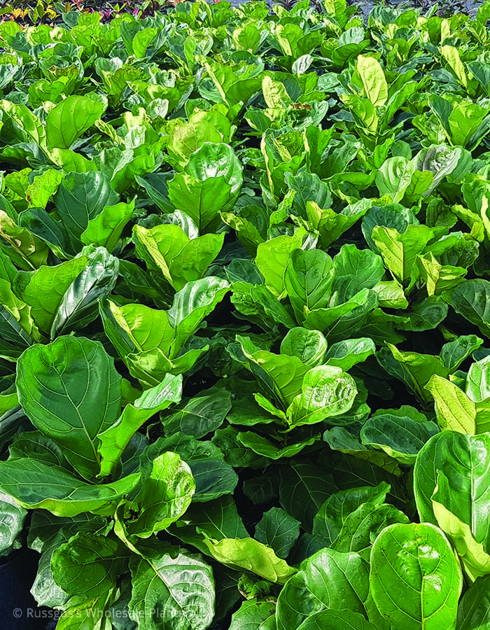 Ficus lyrata