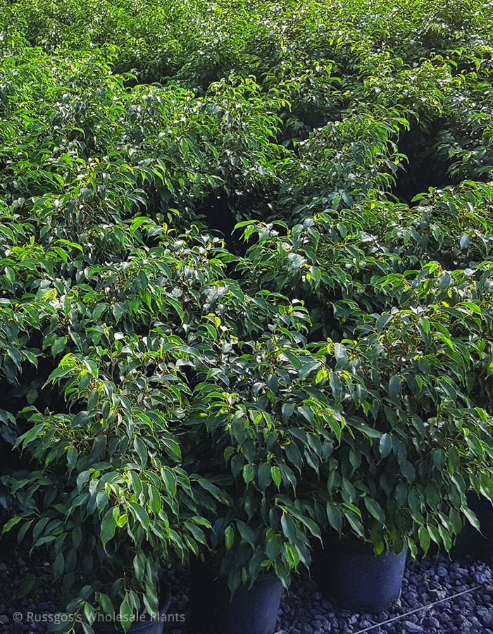 Ficus Midnight Petite