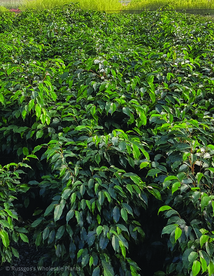 Ficus Midnight Beauty