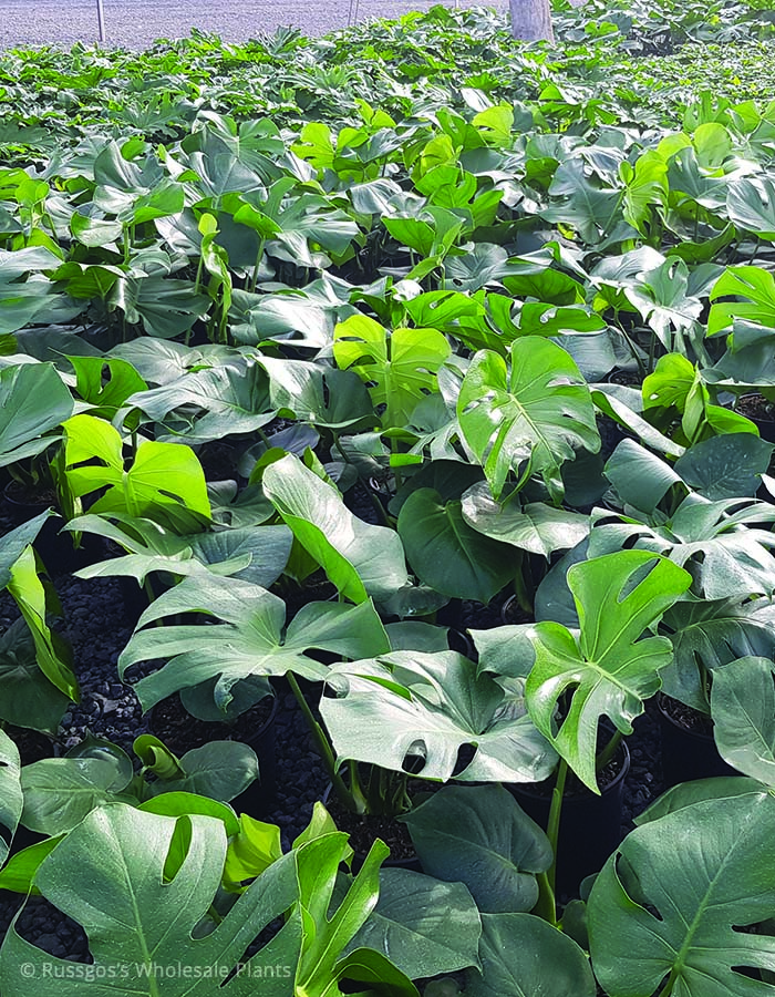 Monstera deliciosa