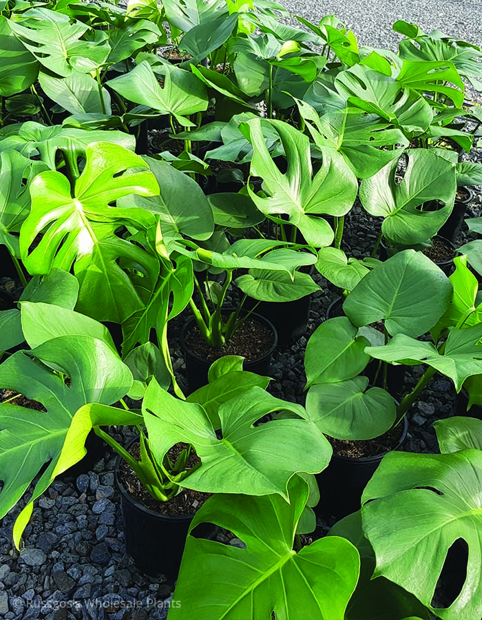 Monstera tauerii