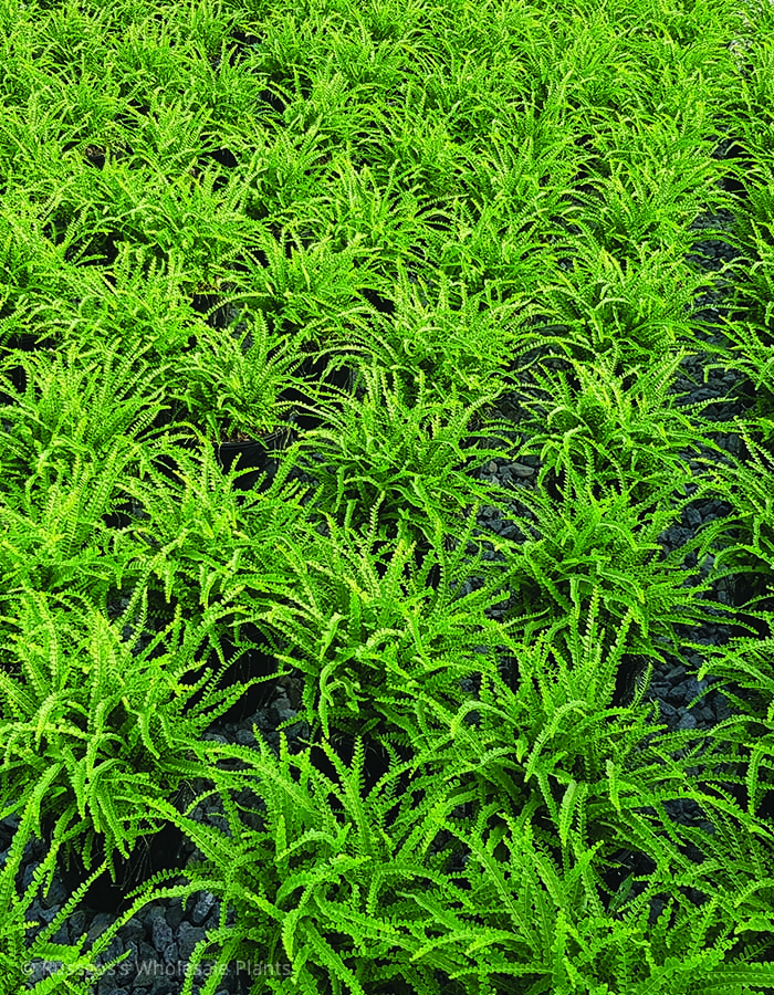 Nephrolepis cordifola duffy