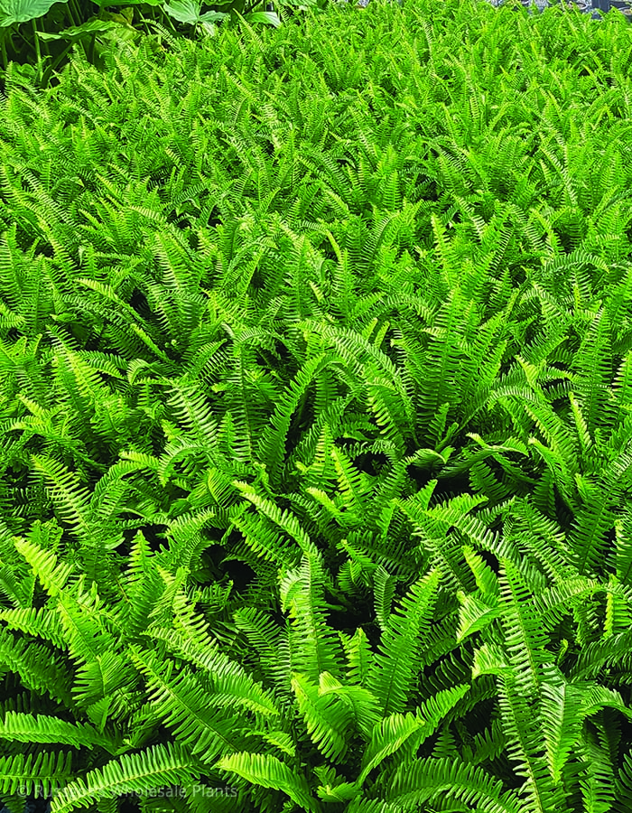 Nephrolepis Kimberly Queen