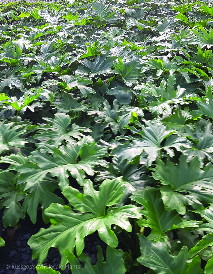 Philodendron selloum