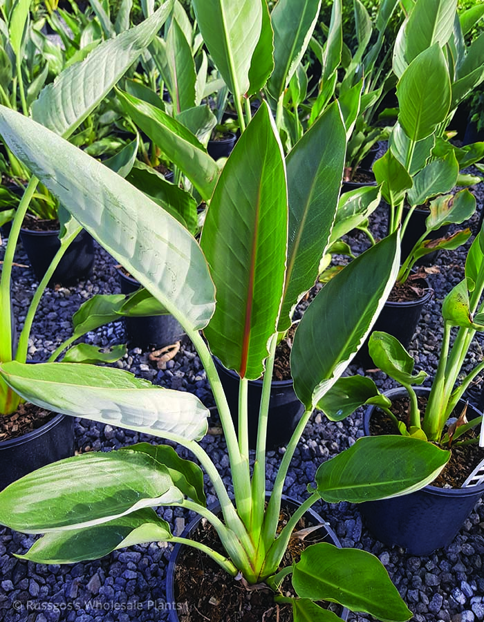 Strelitzia reginae