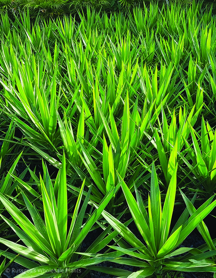 Yucca elephantipes