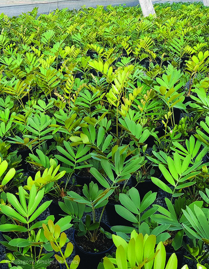 Zamia furfuracea