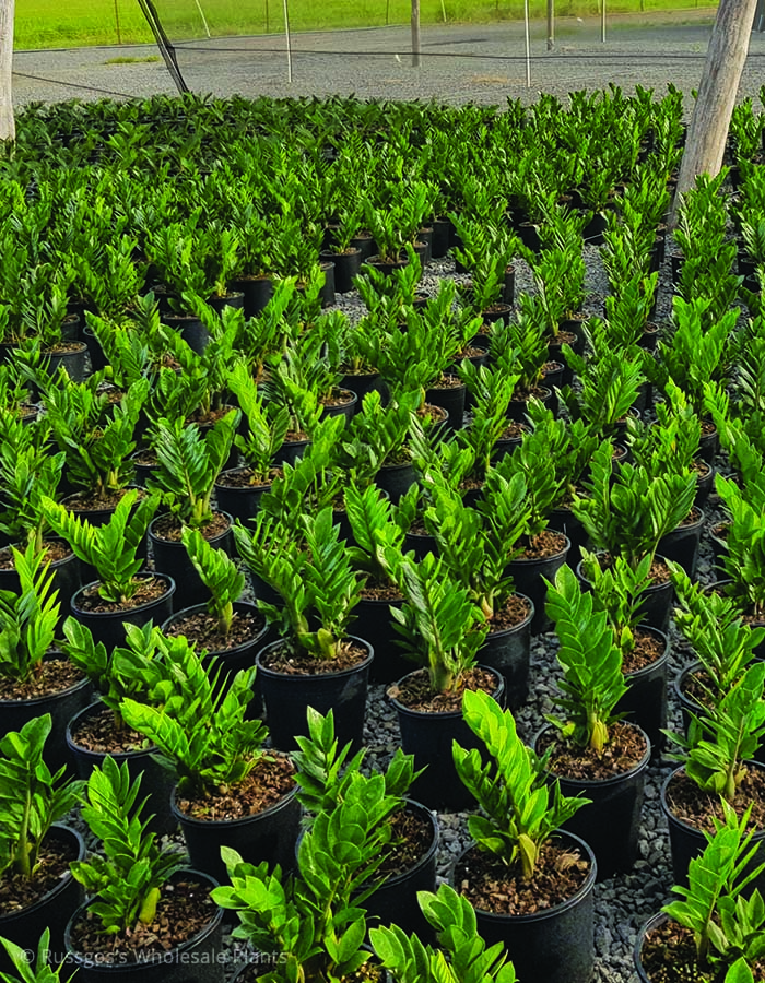 Zamioculcas Zamiifolia
