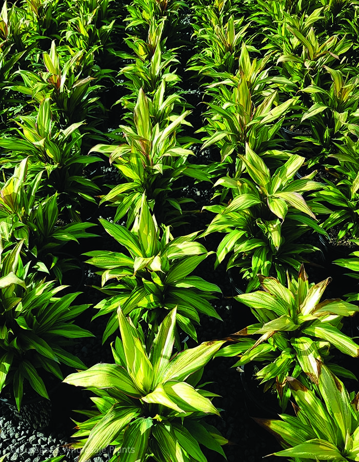 Cordyline Kiwi