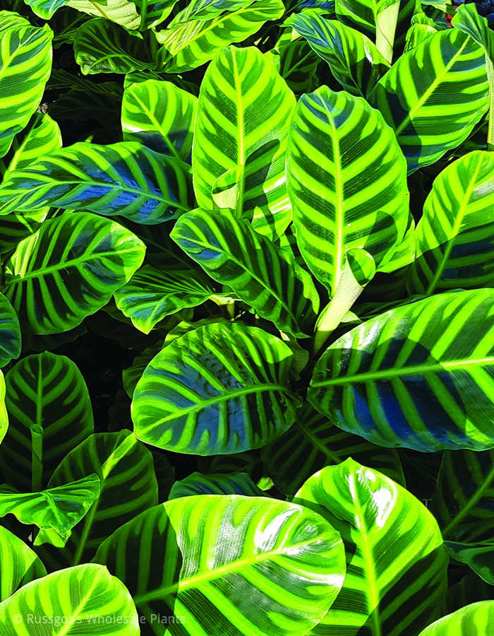 Calathea Zebrina