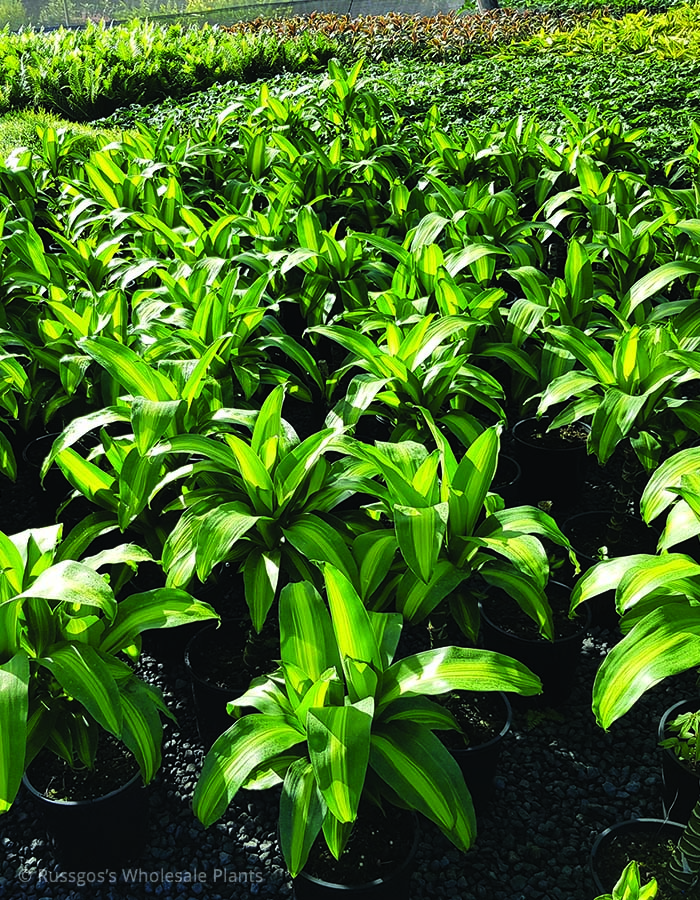Dracaena fragrans