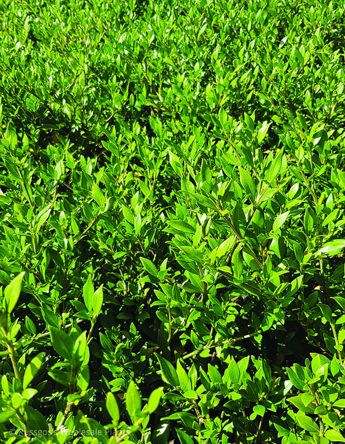 Gardenia radicans