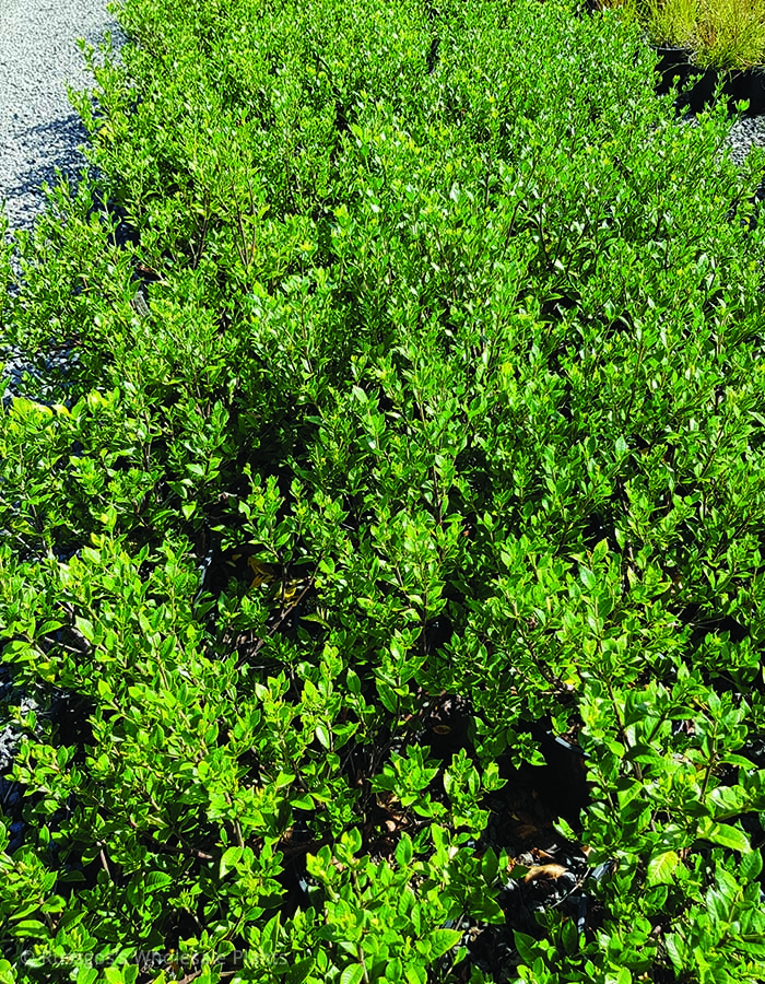 Gardenia Ocean Pearl