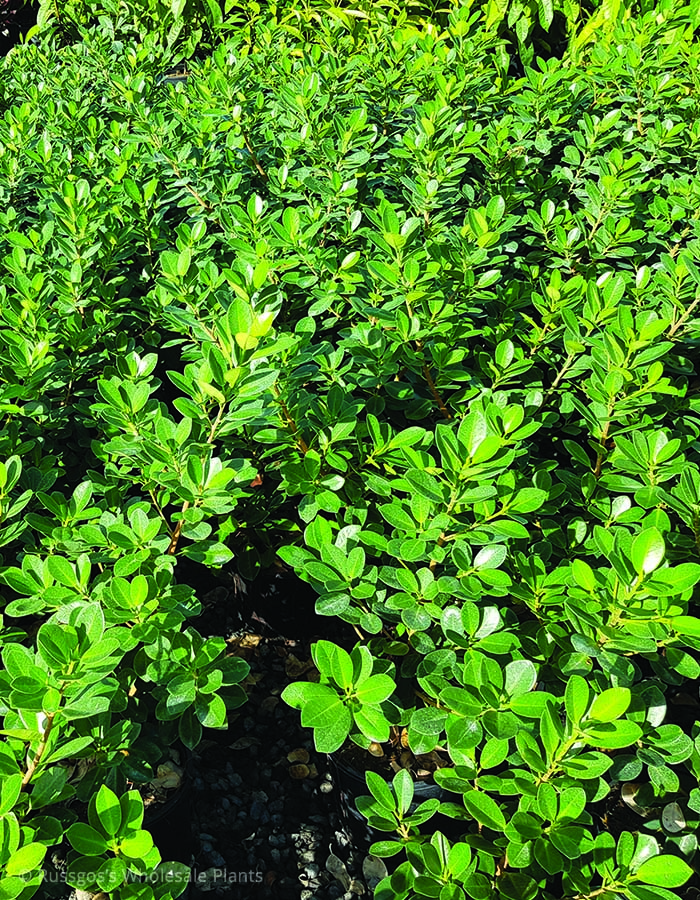 Ficus Microcarpa (Green Island Fig)