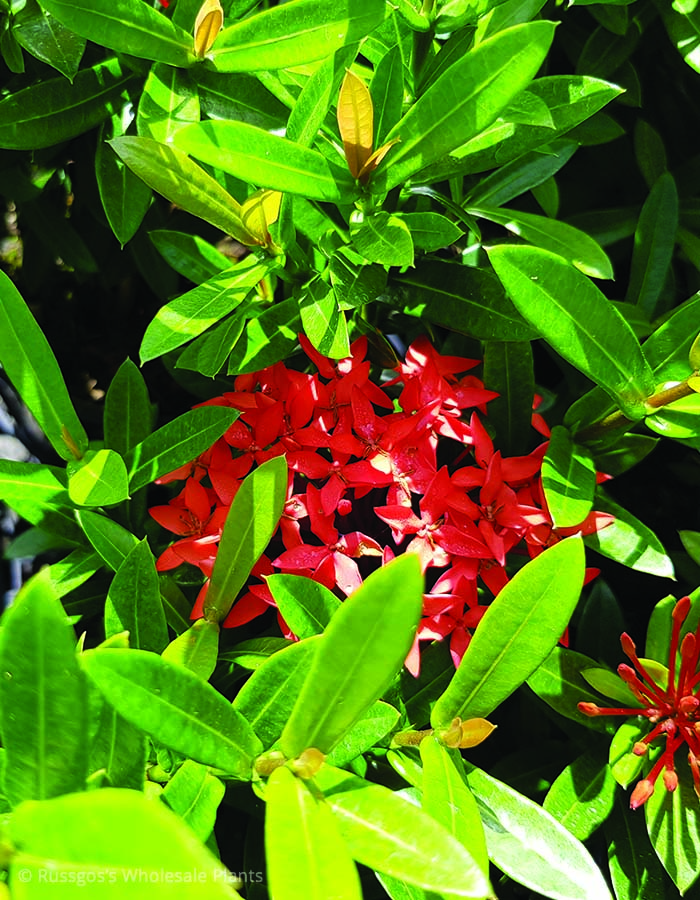 Ixora Twilight Glow