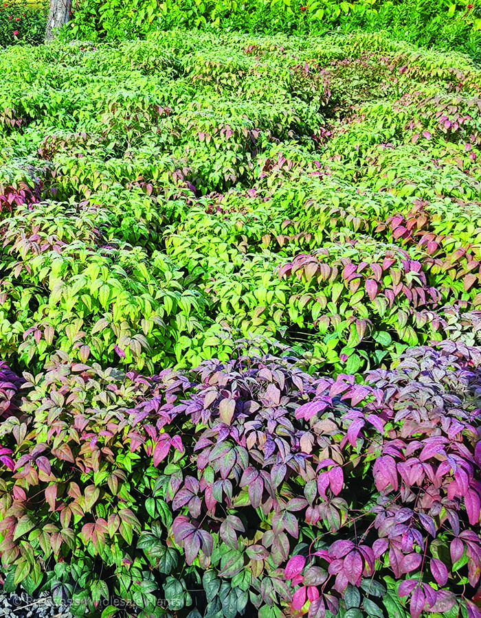 Nandina domestica nana