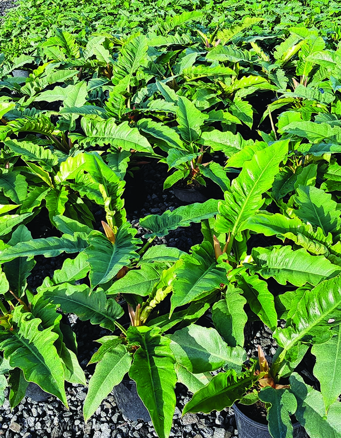 Philodendron selloum Narrow Leaf