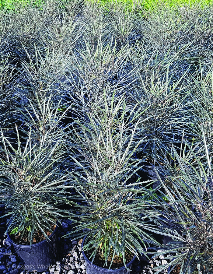 Dizygotheca elegantissima